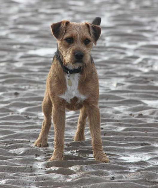 Border Terrier Fox