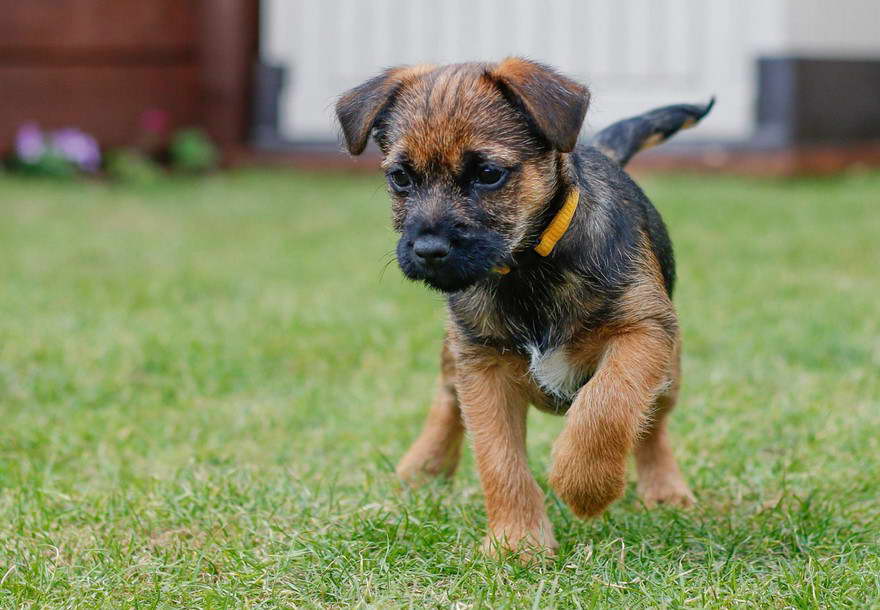 Border Terrier Fun Facts