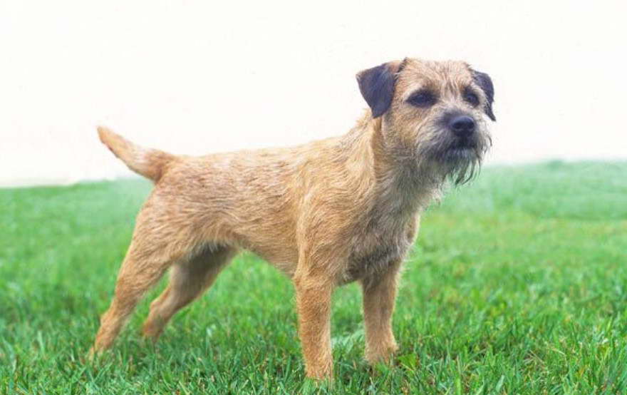 Border Terrier Good With Kids