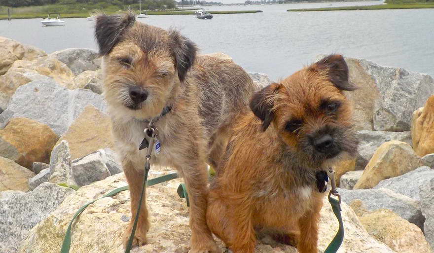 Border Terrier Haircut