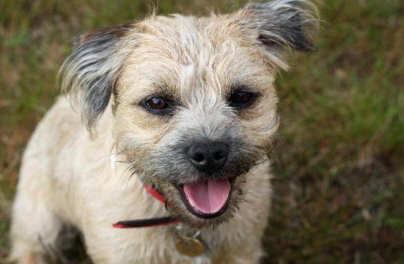 Border Terrier Howling