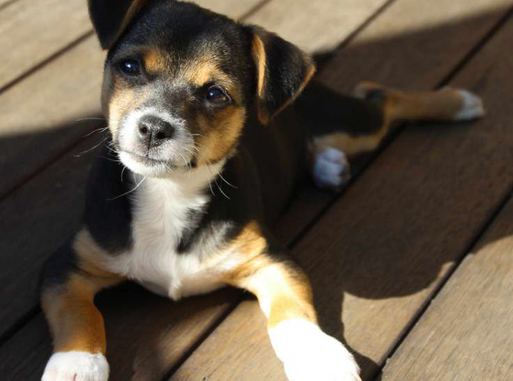 Border Terrier Jack Russell Terrier Mix