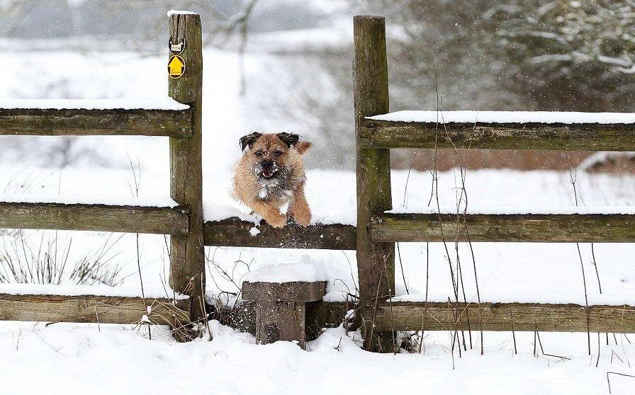 Border Terrier Jumping