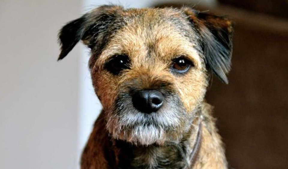 Border Terrier Kennel