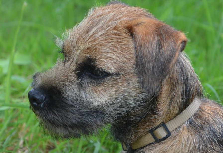 Border Terrier Lego