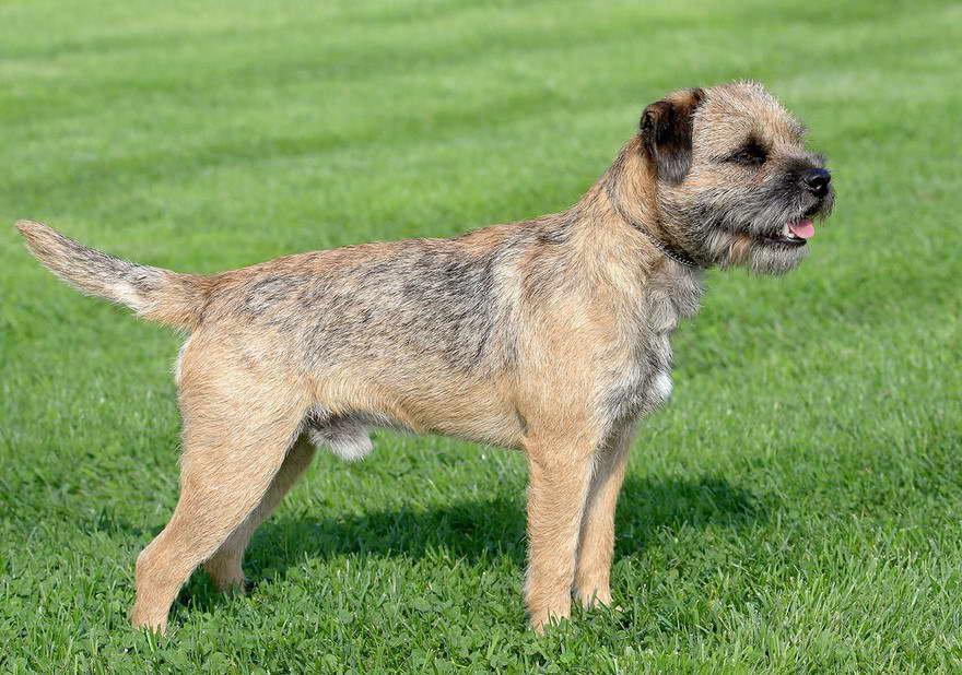 Border Terrier Long Hair