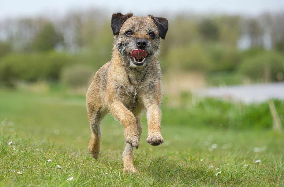 Border Terrier Miniature Poodle Mix