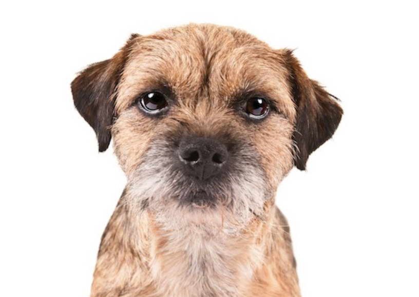 Border Terrier Names Boy