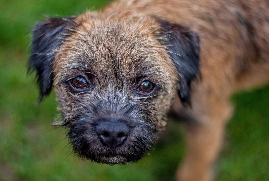 Border Terrier Off Leash