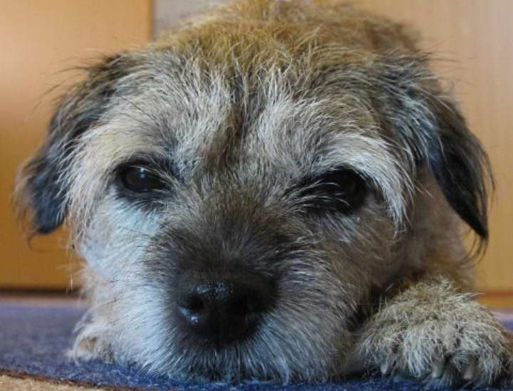 Border Terrier Pros And Cons