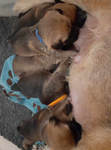 Border Terrier Puppies For Sale Cheshire