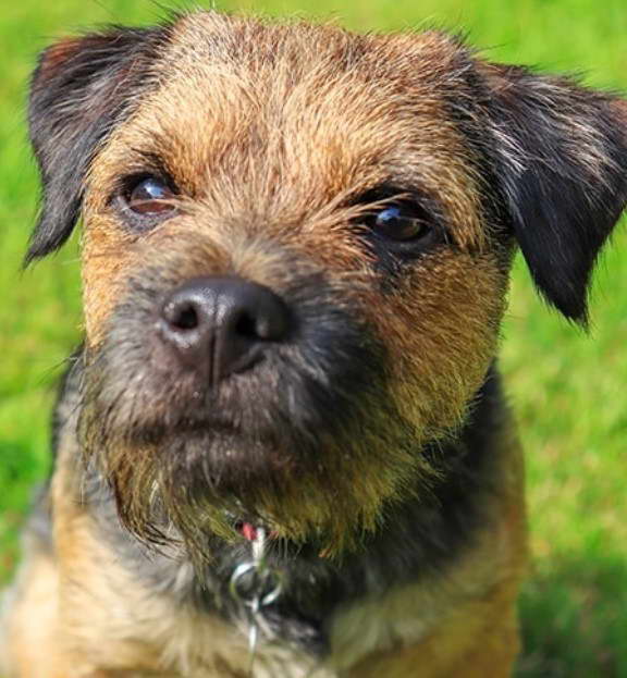 Border Terrier Puppies For Sale Wales