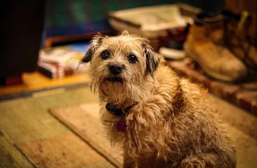 Border Terrier Puppies Georgia