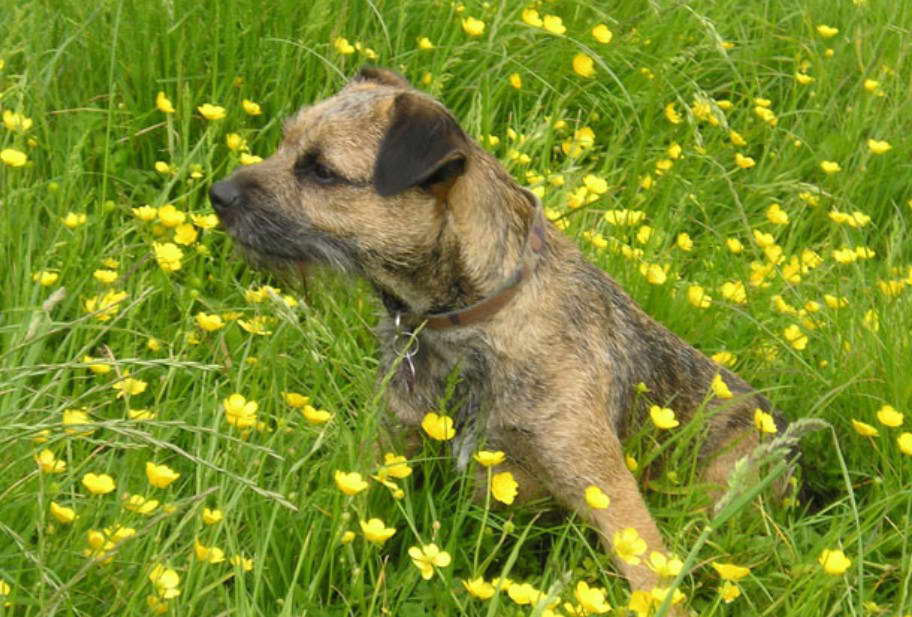 Border Terrier Puppies Ohio