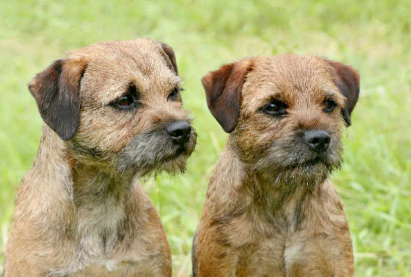 Border Terrier Puppies Yorkshire