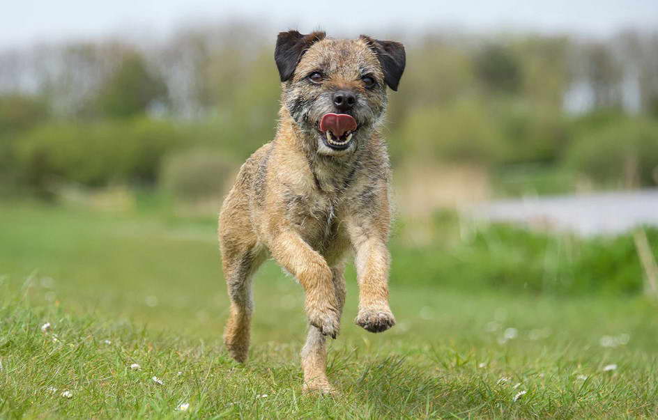 Border Terrier Puppy Food