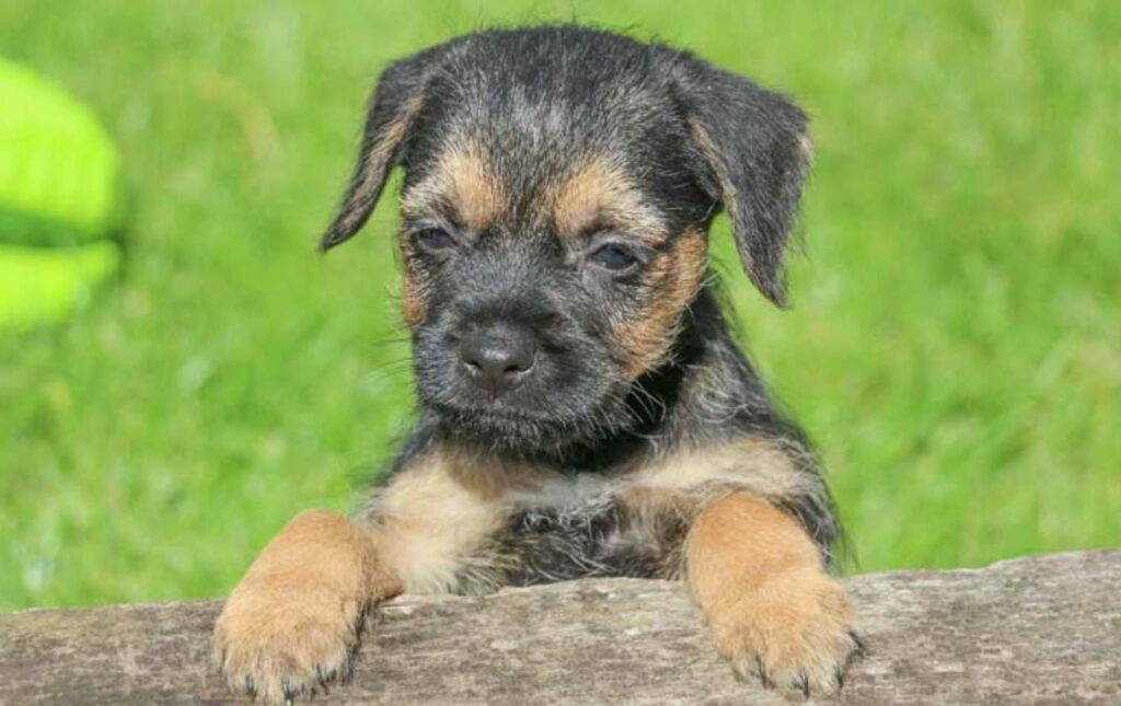 Border Terrier Puppy Price