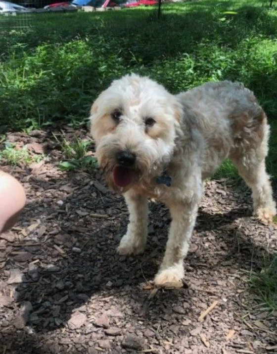 Border Terrier Rescue Missouri