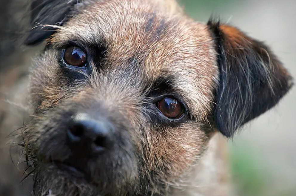 Border Terrier Shaking Syndrome