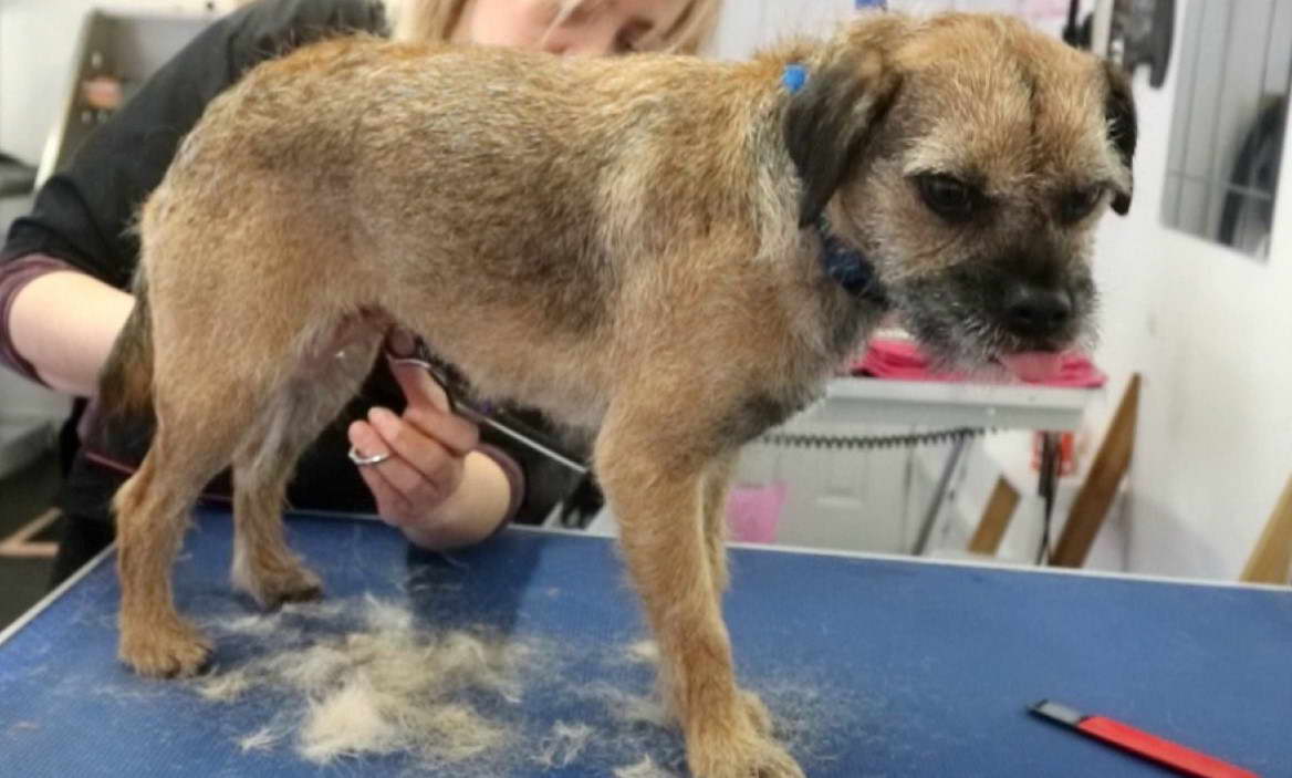 Border Terrier Stripping Or Clipping