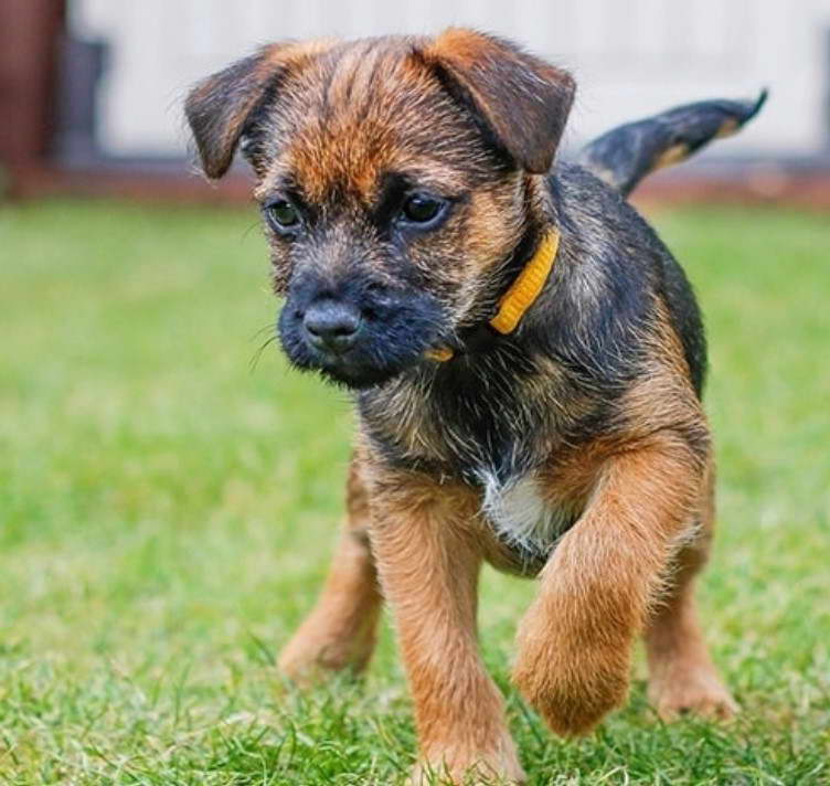 Border Terrier Training Tips