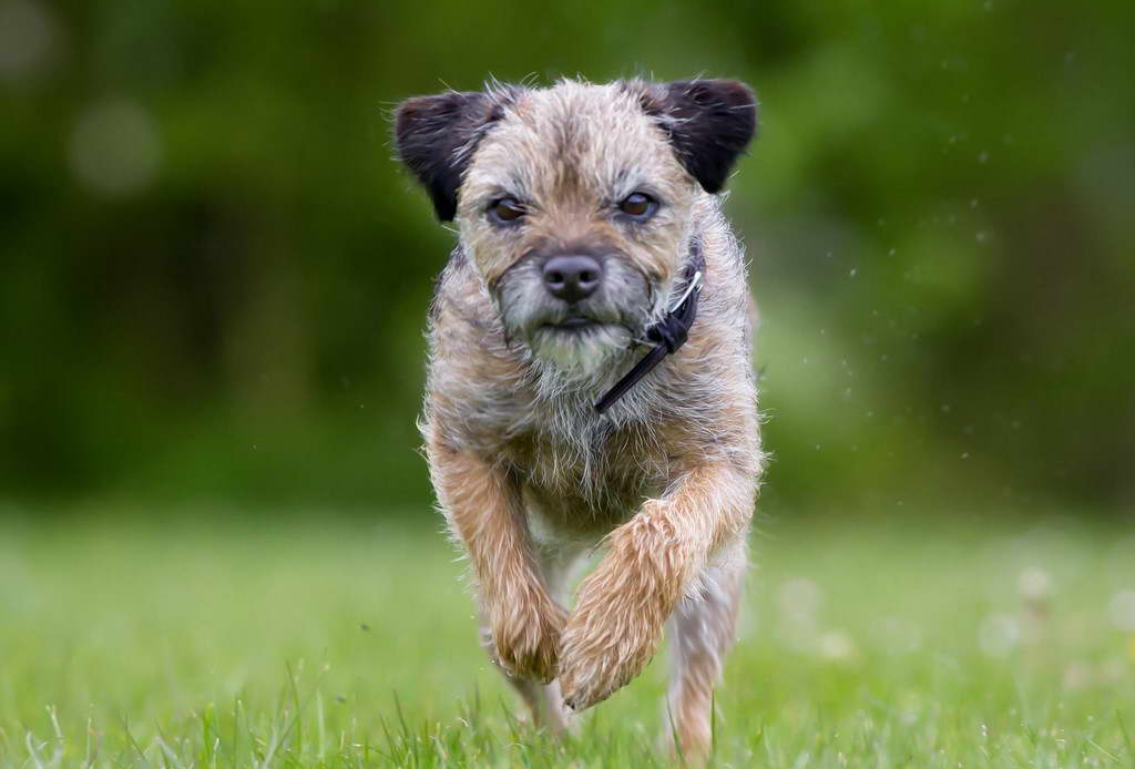 Border Terrier Website