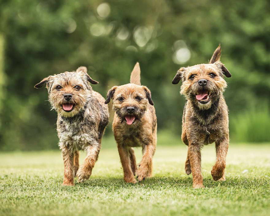 Border Terrier Welfare