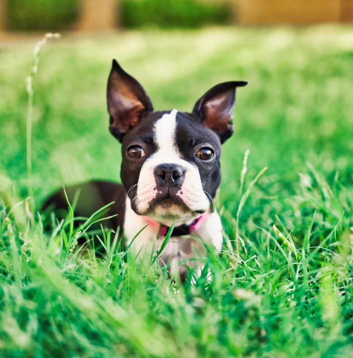 Boston Bull Terrier For Sale In Michigan