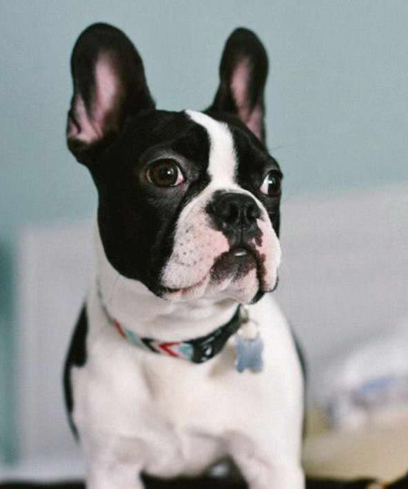 Boston Bull Terrier Mix