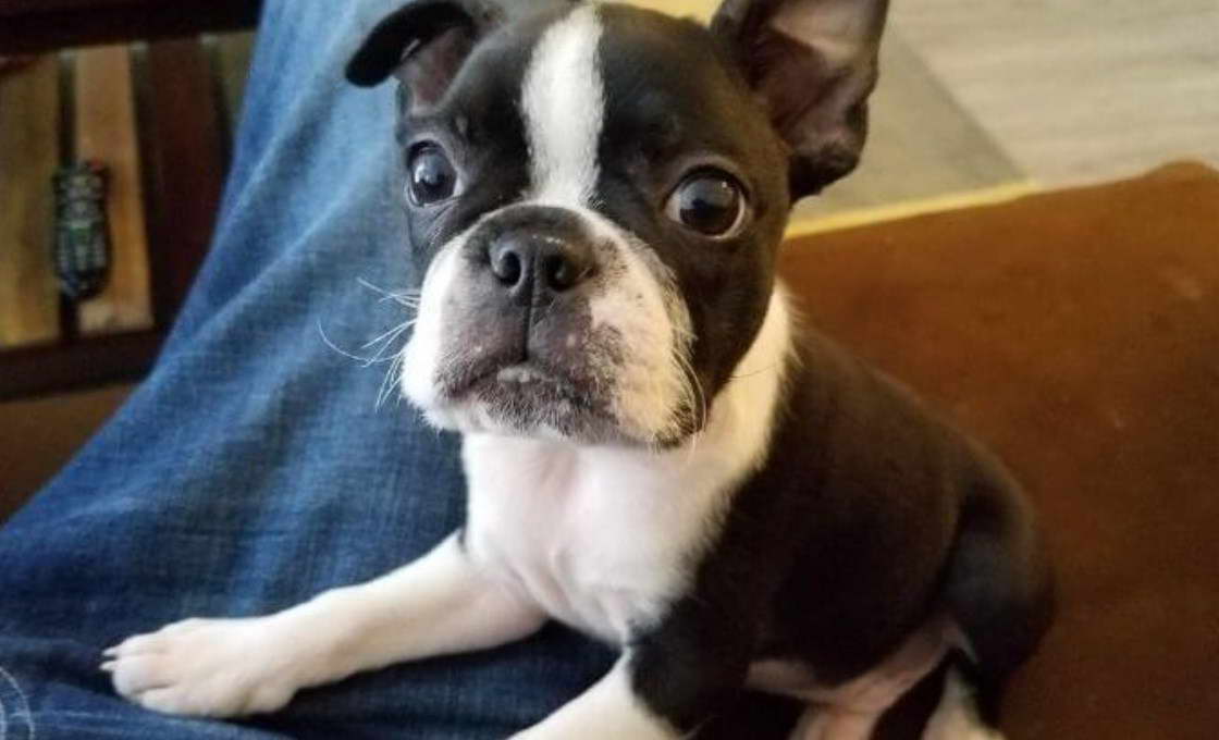 Boston Terrier A Vendre