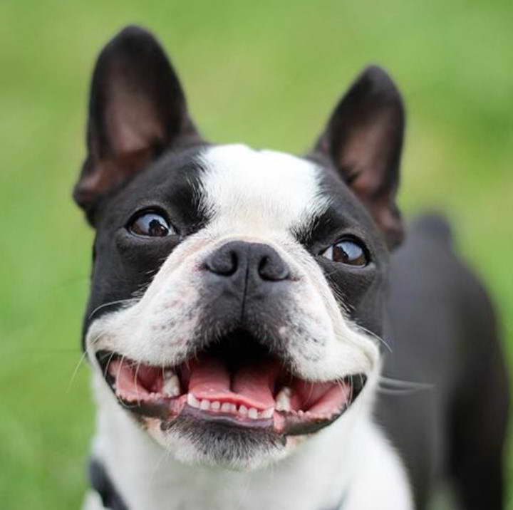 Boston Terrier Association