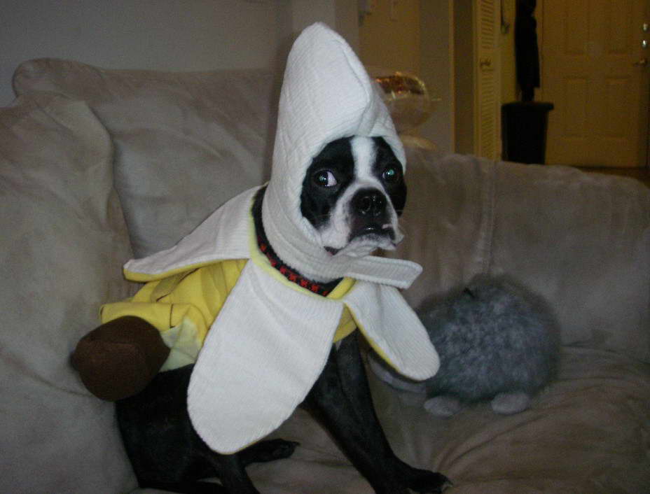 Boston Terrier Banana