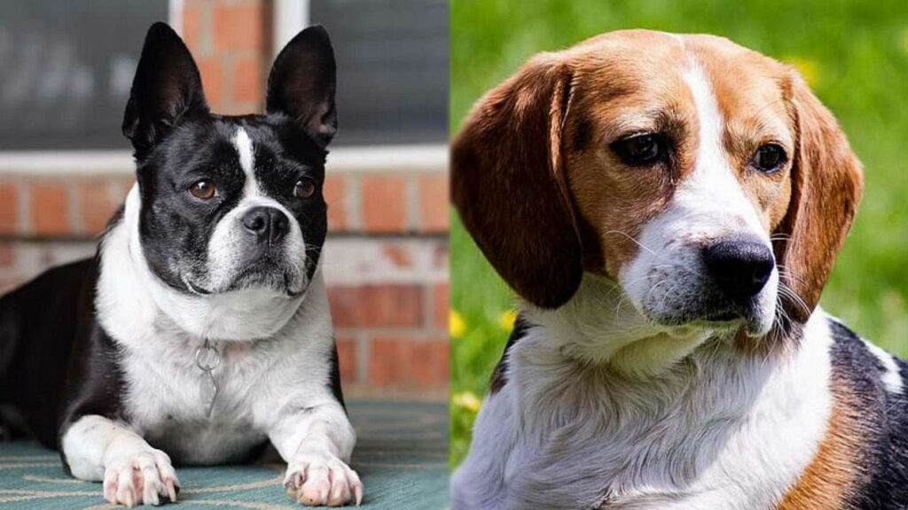 Boston Terrier Beagle Mix Size