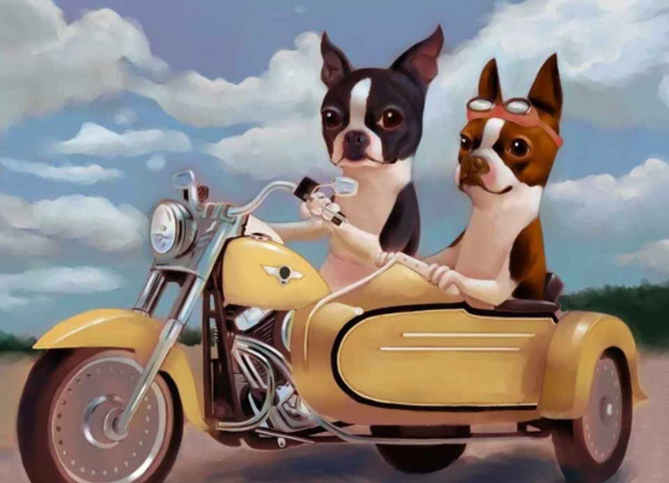 Boston Terrier Biker