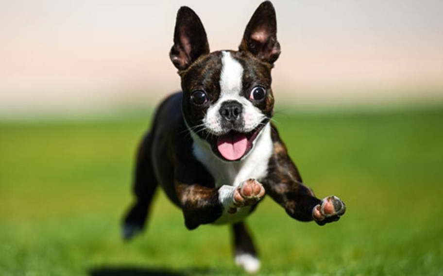 Boston Terrier Breeders South Florida