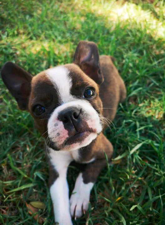 Boston Terrier Breeders Upstate Ny