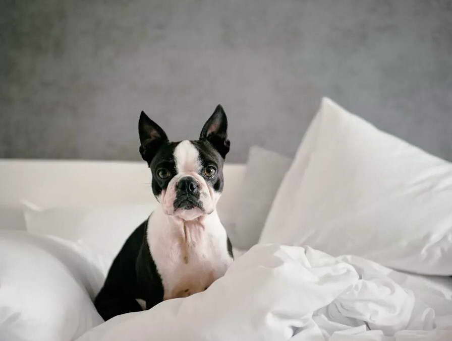 Boston Terrier Brisbane