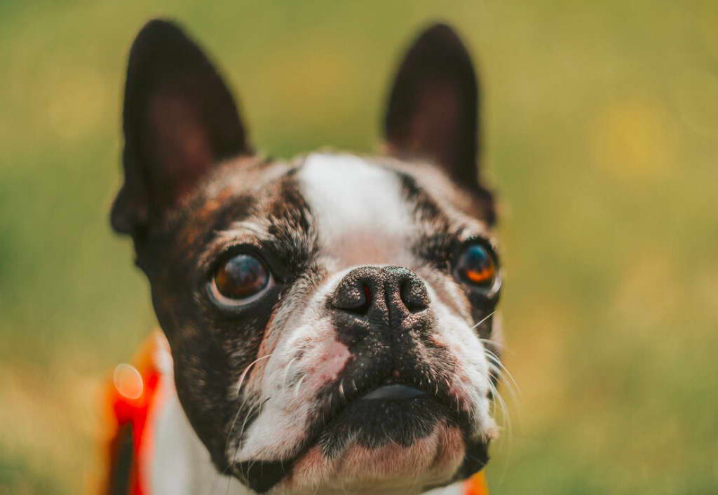 Boston Terrier Bug Eyes