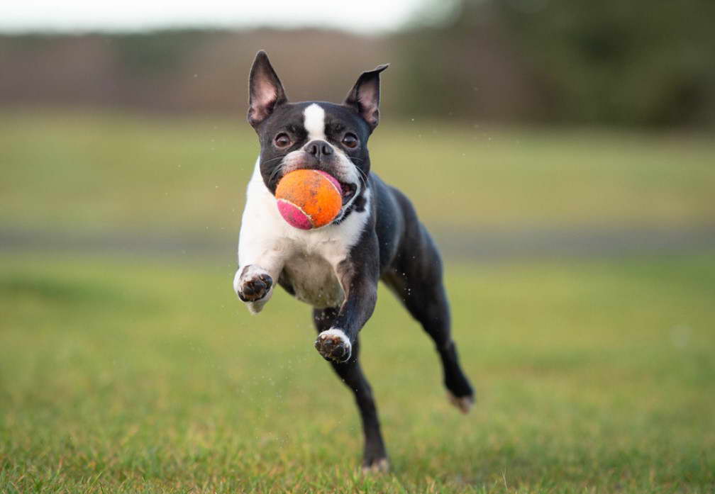 Boston Terrier Chew Toys