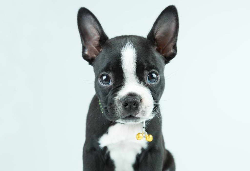 Boston Terrier Chihuahua For Sale