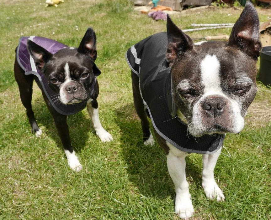 Boston Terrier Coats Uk