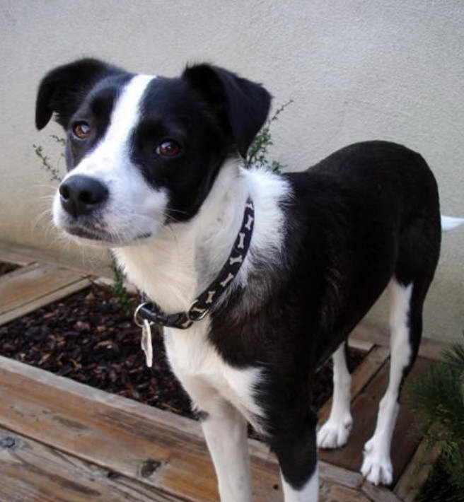 Boston Terrier Collie Mix