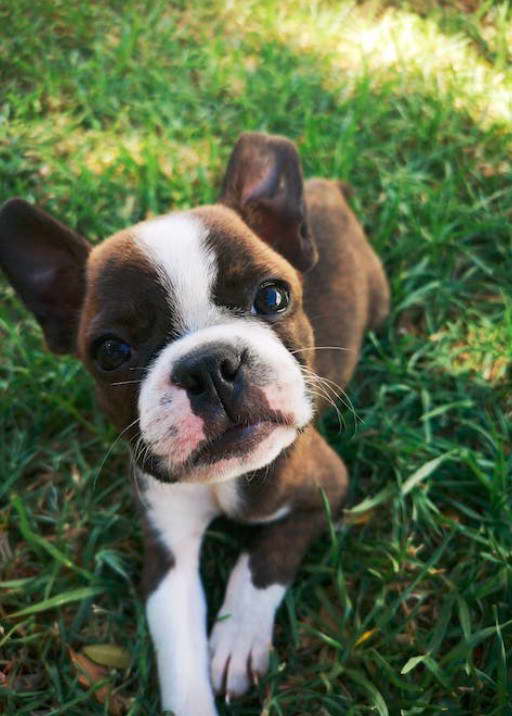 Boston Terrier Cute Pictures