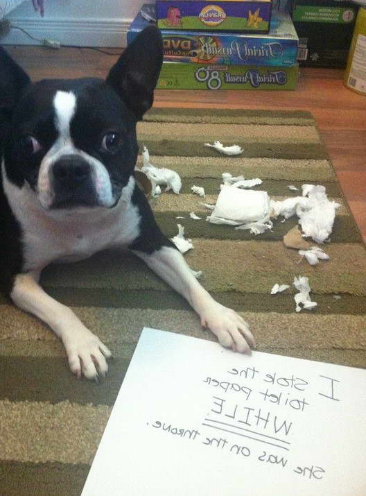 Boston Terrier Dog Shaming