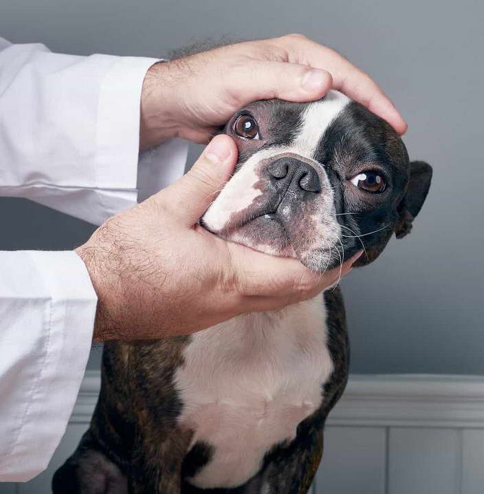 Boston Terrier Eye Disease