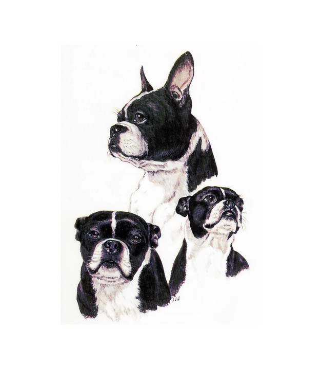 Boston Terrier Fabric Uk