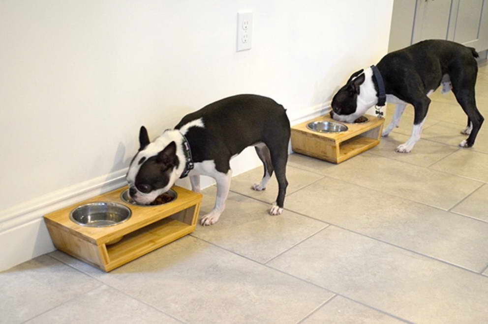 Boston Terrier Food Bowl