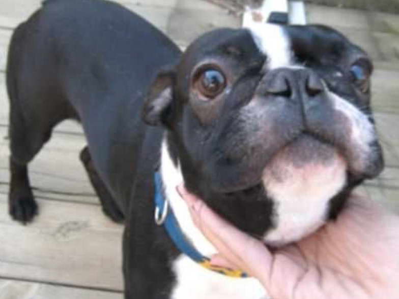 Boston Terrier For Sale Craigslist Michigan