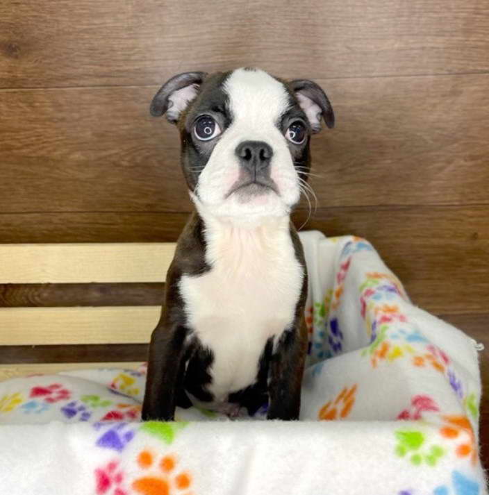 Boston Terrier For Sale San Diego