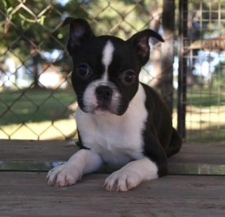 Boston Terrier For Sale Sydney